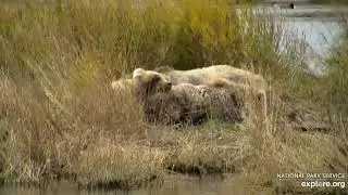 A Pile of Sleeping Grazers - October 1, 2021 (explore.org)