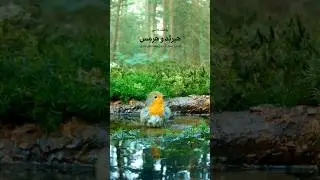 طبیعت درمانی در مسیر خودشناسی - #کارل_یونگ