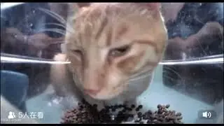 CAT BEAT #sideeyecat #music #музыка #happytrap #futurechill #futurebeat #cat #catwebcam #cateating