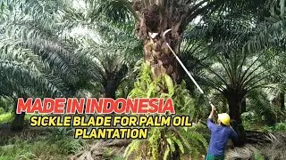 Sickle Blade For Palm Oil Plantation || PALM OIL HARVESTING
