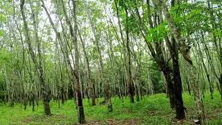 KUMPULAN LAGU BALI TERBARU 2025 || TOP SONG VIRAL 