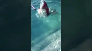 Virei uma sereia. #shortvideo #shorts  #sereias  #viralvideo  #explore  #fyp  #foryou #canaldathay