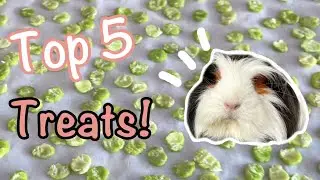 My Top 5 Guinea Pig Treats! Healthy & Delicious!