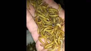 Gut Loading Mealworms