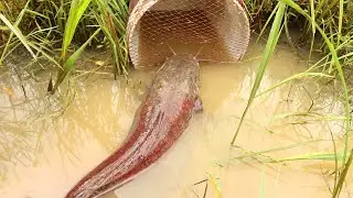 Build Fish Trapping System Make From Plastic Containers & Nets | Smart Boy Catching Giant Big Fish
