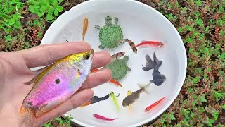 Amazing Found Beautiful Colorful Glo Fish, Blue Gourami Fish, Red Eared Slider Turtle, Molly Fish