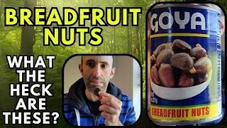 Breadfruit Nuts... What The Heck Are These?? (Pana de Pepita)