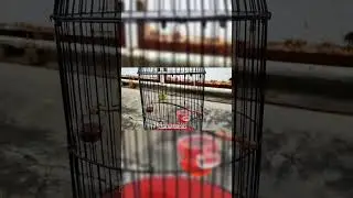 Masteran Pleci Nembak Panjang #plecigacor #plecinembak #burungpleci