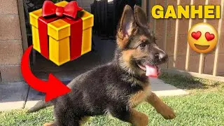 GANHEI UM FILHOTE DE PASTOR ALEMÃO - PRIMEIRO DIA EM CASA!