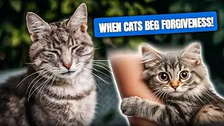 How Cats Say Sorry: 6 Subtle Apologies That Show They Care