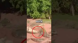 Terrifying alligator death roll😰#shorts #animals
