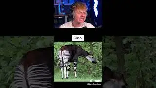 Animals You Never Knew Existed&hellip; 😨