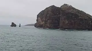 Antarctica rare species. Come see the chin strap penguins and Southern right whales!