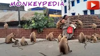 Monkeypedia | Knowing our primates | Animal lover | Monkey feeding | Primate Friends | Monkey kids 