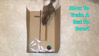 How to Train a Rat to Bowl - Audio tutorial