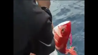 #shorts || Mancing ikan dilaut strike ruby snapper babon