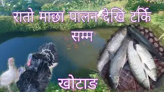 खोटाङ मा रातो माछा र टर्की पालान। vilage life nepal.