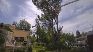 Hazard Trees | From the Ground Up
