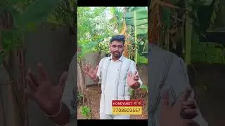 Acidity problem @ #honey #bee #honeybees #beefeater #beekeeping #dindugal #dindigul #beekeeper
