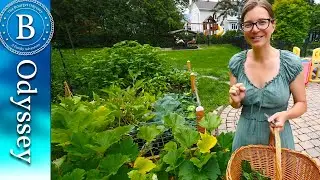 Tour de notre potager et récolte de mi-juillet