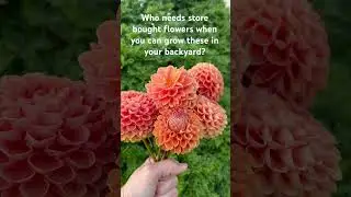 Cornel Brons is the best orange ball dahlia. The more you cut the more you get! #shorts #dahlias