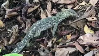 Baby Monitor Lizards at Botanic Gardens, Singapore
