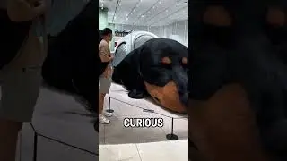 Huge Dog Guards Mall