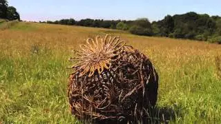 Woven Willow Sculptures