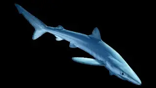 Sharks of the Gulf of Maine
