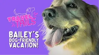 Travel Tails | Bailey&rsquo;s DOG-FRIENDLY VACATION | Westin&nbsp;Lake Mary Orlando North