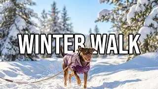 Frozen Fun: My Dog Phryne&rsquo;s Winter Walk in 19&deg;F Snowy Wonderland! ❄️🐕