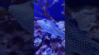 Canthigaster Solandri - a beautiful fish #shorts