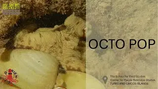 Octopop Directed Research | Fall 25