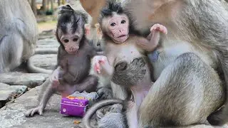Beautiful evening adorable new born baby monkeys Paris and Jagger playful lovely