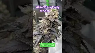 White Widow 9 weeks flower #cannabiseducation #cannabiseducation #shorts