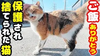 保護され捨てられた猫 ご飯をあげてナデナデすると・・・ さくらねこへのエサやり【ご視聴だけでも猫を助けることになります】支援者様 視聴者様 猫たちに神のご加護を！