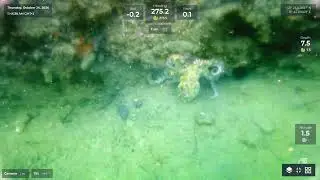FORSSEA ROBOTICS : Visibility Enhancement 4K ARGOS ROV