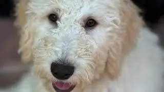 Train Your Service Dog or Puppy with Balanced Obedience | Oahu & Online