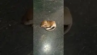 #ganesh ji ka musak vahan 🐭 #viral  #chuha #mouse #shorts