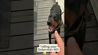 When dogs hear the response #usa#dog#funny#fyp#foryou#dogtalks #cute