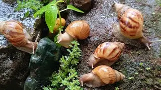 The World's Most Incredible Snail Colony​#IncredibleSnails​ #GiantSnails ​#ExoticPet