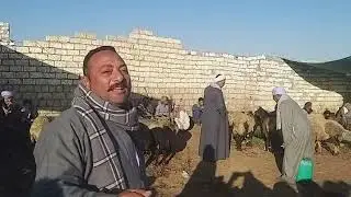 الاغنام السمالوطي وجمالها بسوق الثلاثاء سمالوط المنيا