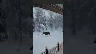 Unexpected Moose Encounter 🦌⚠️