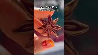 Didn&rsquo;t expect Star anise Plants could grow so well from dried flower 🪴