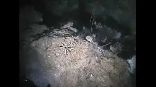 Deep Submarine Dive - Cayman Trench