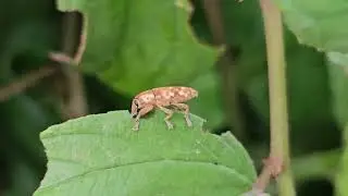 How does a weevil insect eat the leaf?কিভাবে একটি পুঁচকে পোকা পাতা খায়?