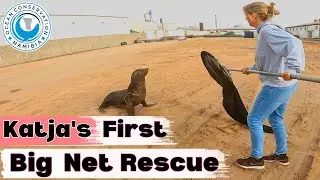 Katja's First Big Net Seal Rescue [SUCCESS]
