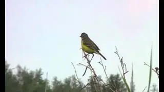 Motacilla flava