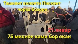 Тошкент вил Пискент чорва бозори СИГИРЛАР КАТОРИ 21.01.2026