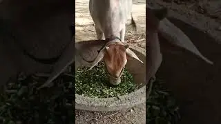 Gay chara kha rahi hai. //cow it's happy chara khane me  😃😀😃😄🤣🤣 #shorts